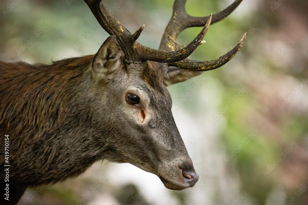 Unaware red deer, cervus elaphus, looking aside in a forest from close-up. Portrait of a alert stag watching away in nature. Detail of male mammal with antlers in the woods. Unaware red deer, cervus elaphus, looking aside in a forest from close-up. Portrait of a alert stag watching away in nature. Detail of male mammal with antlers in the woods.
