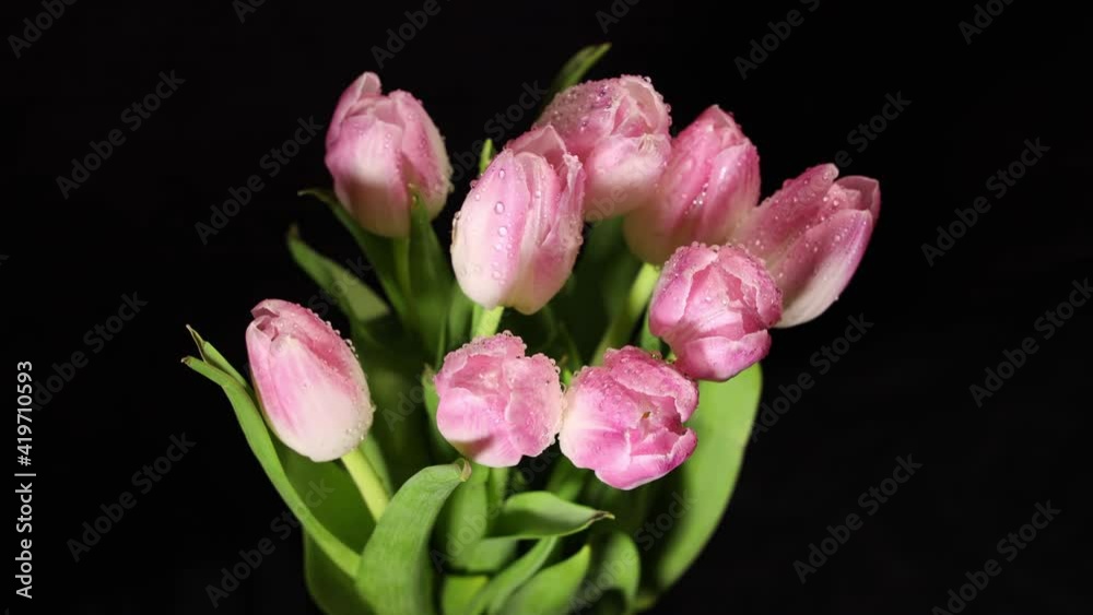 Time lapse of bright pink white colorful tulips flowers blooming on dark background. Holiday bouquet. 4K video Time lapse of bright pink white colorful tulips flowers blooming on dark background. Holiday bouquet. 4K video