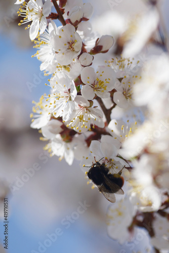 bumblebee on blooming cherry blossoms