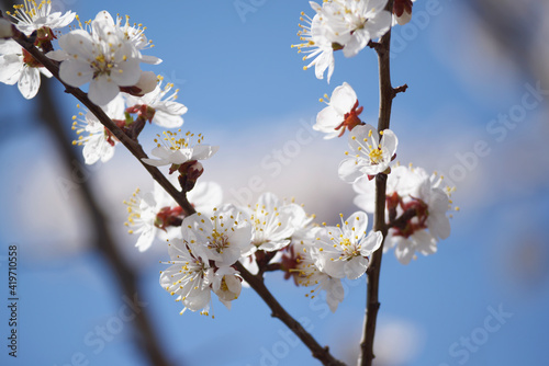 blooming apricot tree in the garden