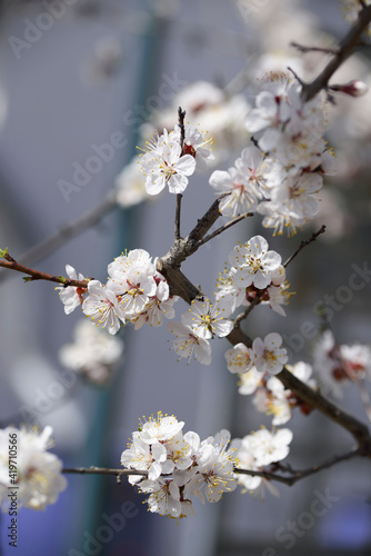 blooming apricot tree in the garden