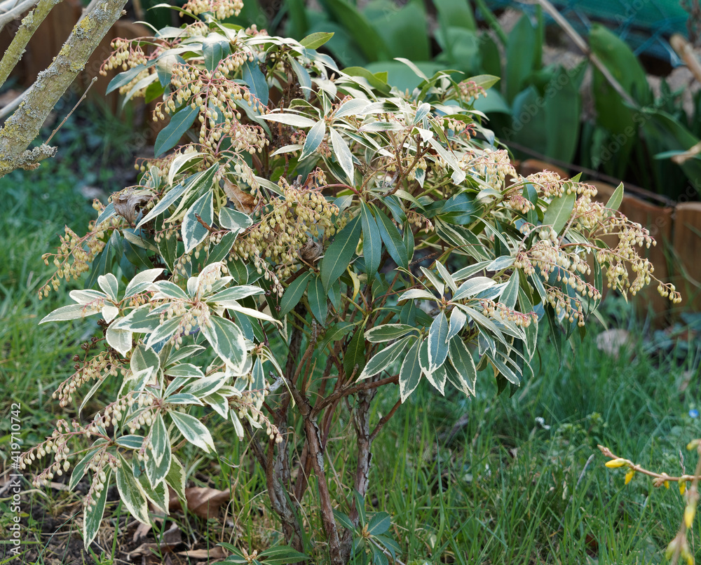 Pieris japonica ou Andromède du Japon 'Variegata'. Arbuste décoratif au feuillage panaché de