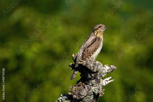 Eurasian wryneck, jynx torquilla, sitting on a branch in spring nature. Bird resting in sun with copy space. Animal wildlife in horizontal composition.