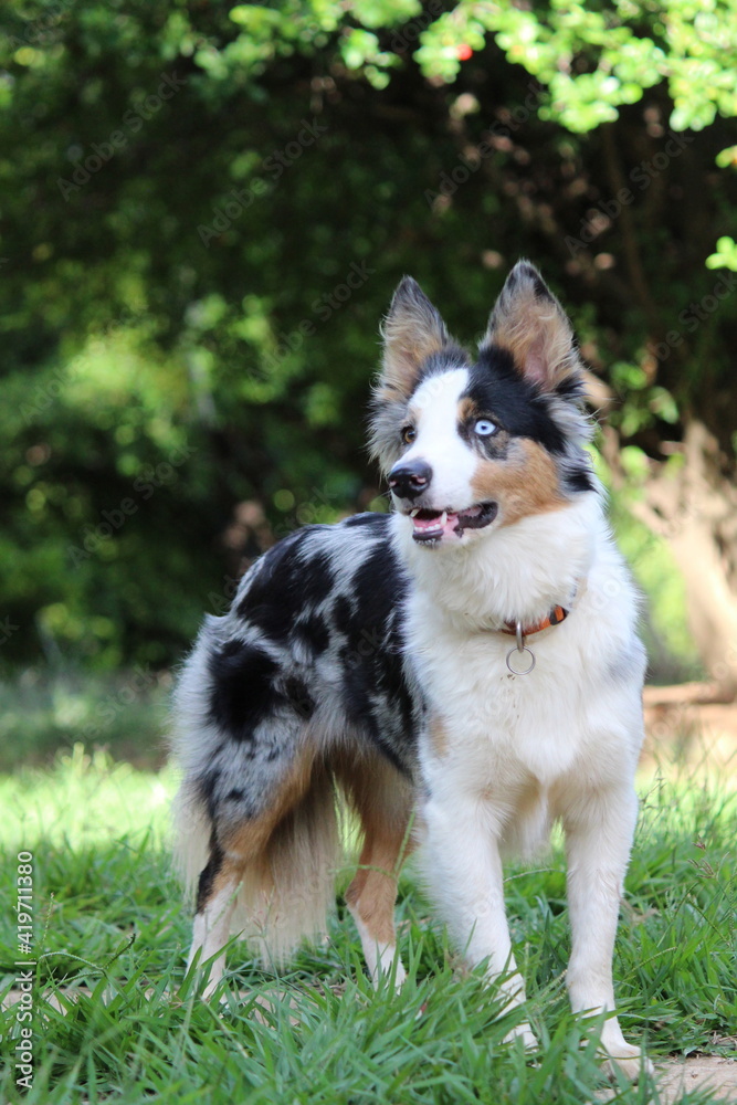 Border Collie