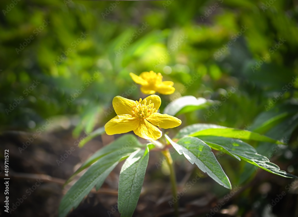 Fototapeta premium Sunny yellow flowers in the middle of the spring forest