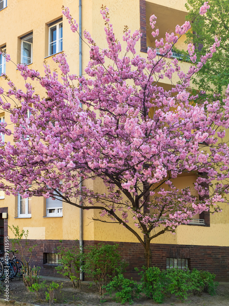 Blossom pink sakura tree on the streets of city