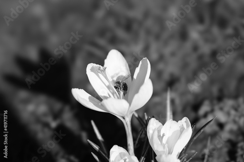 white crocus flowers