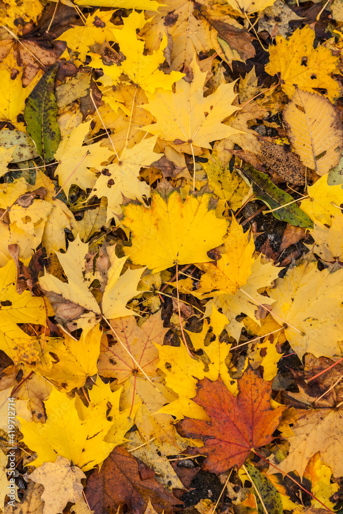 USA, Massachusetts, Cape Ann, Gloucester. Autumn foliage. USA, Massachusetts, Cape Ann, Gloucester. Autumn foliage.