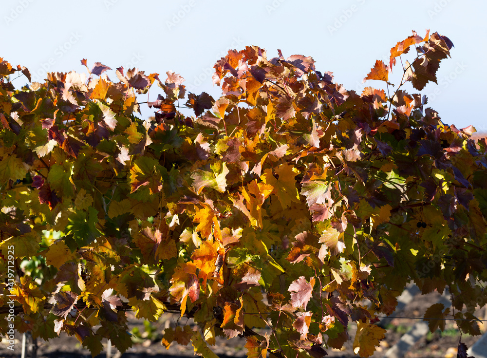 Vine against the blue sky. Vineyards in the autumn with red foliage. Winemaking. Macro photography of a leaf covered with dew. Selective focus. Vine against the blue sky. Vineyards in the autumn with red foliage. Winemaking. Macro photography of a leaf covered with dew. Selective focus.