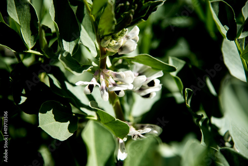 blooming broad bean on branch at garden