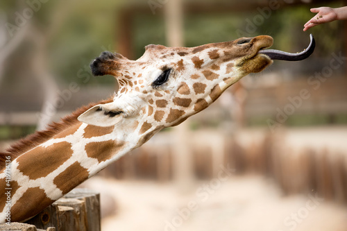 Child   s hand feeding a Giraffe