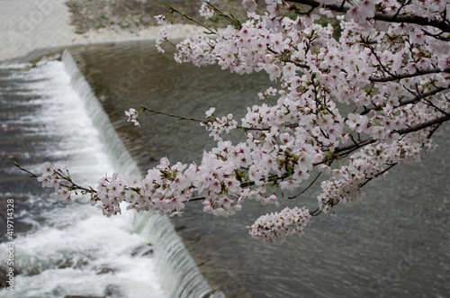 Sakura over Kamogawa  Kyoto