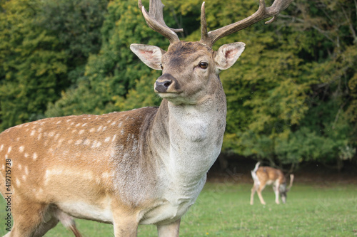 white deer