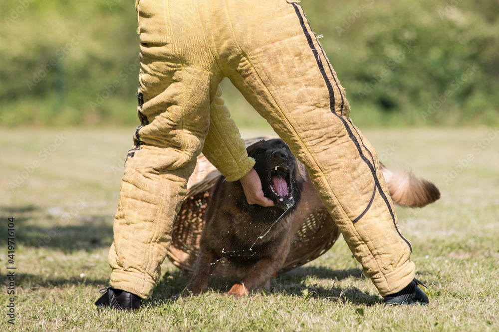 LE 3 FALSE CONVINZIONI SUL PASTORE BELGA MALINOIS Che Girano Sui Social Dobbligo