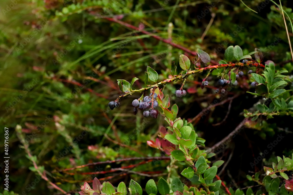 andean blue berry eith green background andean blue berry eith green background