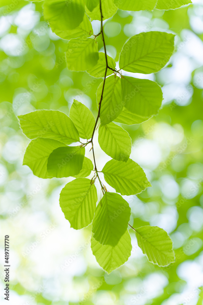 Close up pictures of lush green young leaves on a sunny day in the woods in the beginning of spring, when nature wakes up to bloom with sunlight peeking through the leaves and trees. Close up pictures of lush green young leaves on a sunny day in the woods in the beginning of spring, when nature wakes up to bloom with sunlight peeking through the leaves and trees.