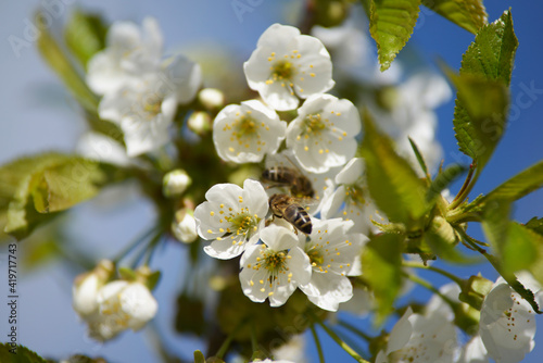 blooming pear tree and bees in spring