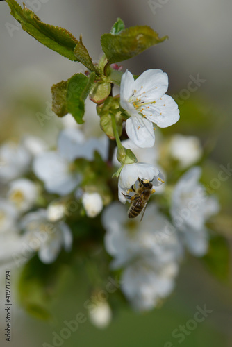 blooming pear tree and a bee in spring