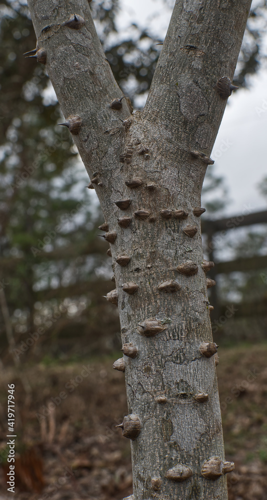 Fototapeta premium Zanthoxylum clava-herculis, the Hercules' club, Hercules-club, pepperwood, or southern prickly ash showing spiny spikes and corky nubs with wooden fence blurred and bokeh background