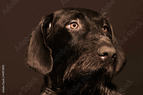 Portrait of a dog is a German hunting breed, German © Ольга Кожина
