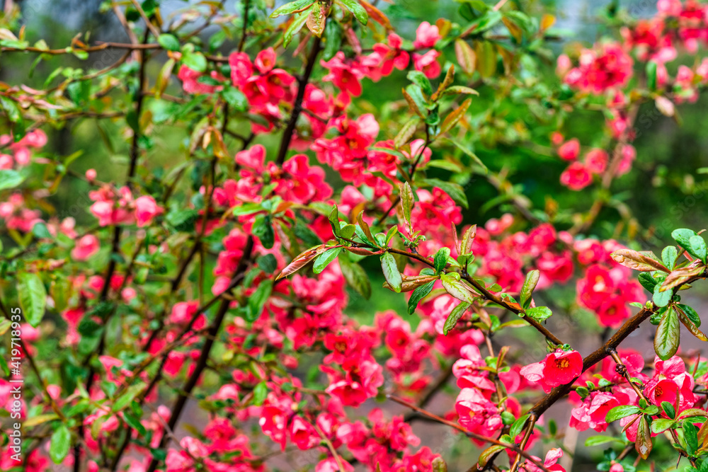 Flowers of henomeles in spring in the garden. Close-up Flowers of henomeles in spring in the garden. Close-up