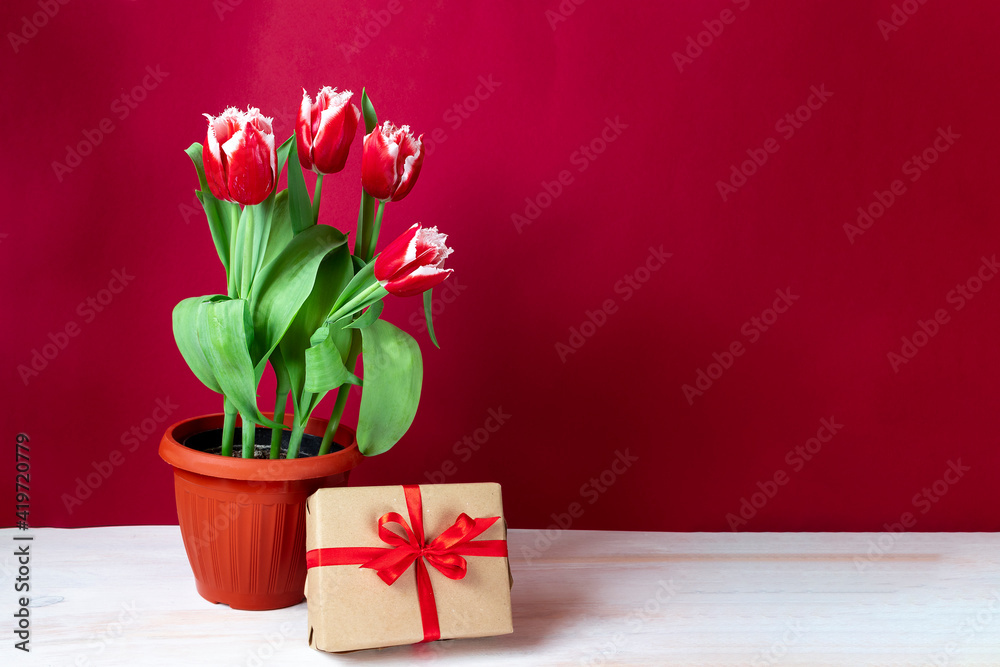 Red-white tulips in a pot with a gift box on a bright red background. Spring flowers background. Postcard with copy space for International Women's Day, Mother's Day.