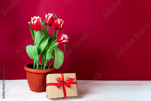 Red-white tulips in a pot with a gift box on a bright red background. Spring flowers background. Postcard with copy space for International Women s Day  Mother s Day.