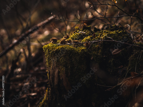 An old cut down tree covered in moss