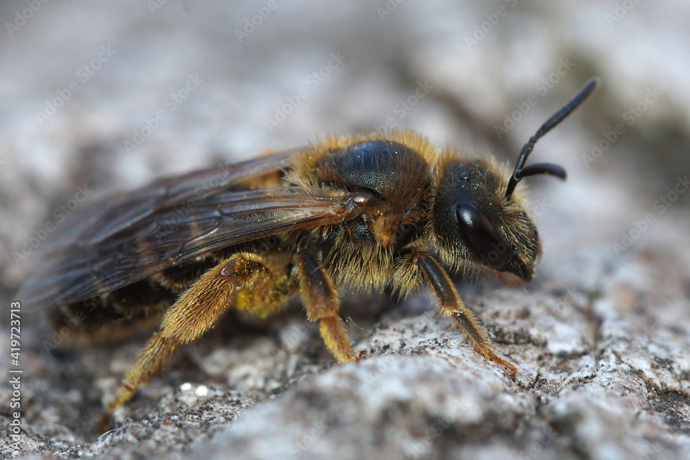Closeup of a female french furrow bee, Halictus , on a stone, warming up in the sun. Closeup of a female french furrow bee, Halictus , on a stone, warming up in the sun.