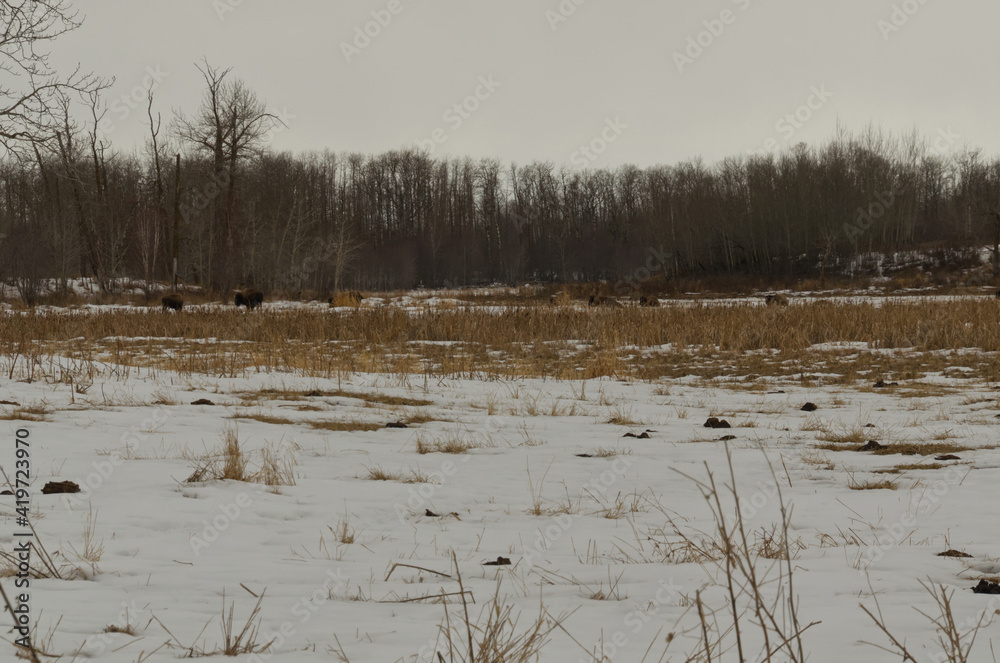 Plains Bison near a Frozen Lake and Tall Grass