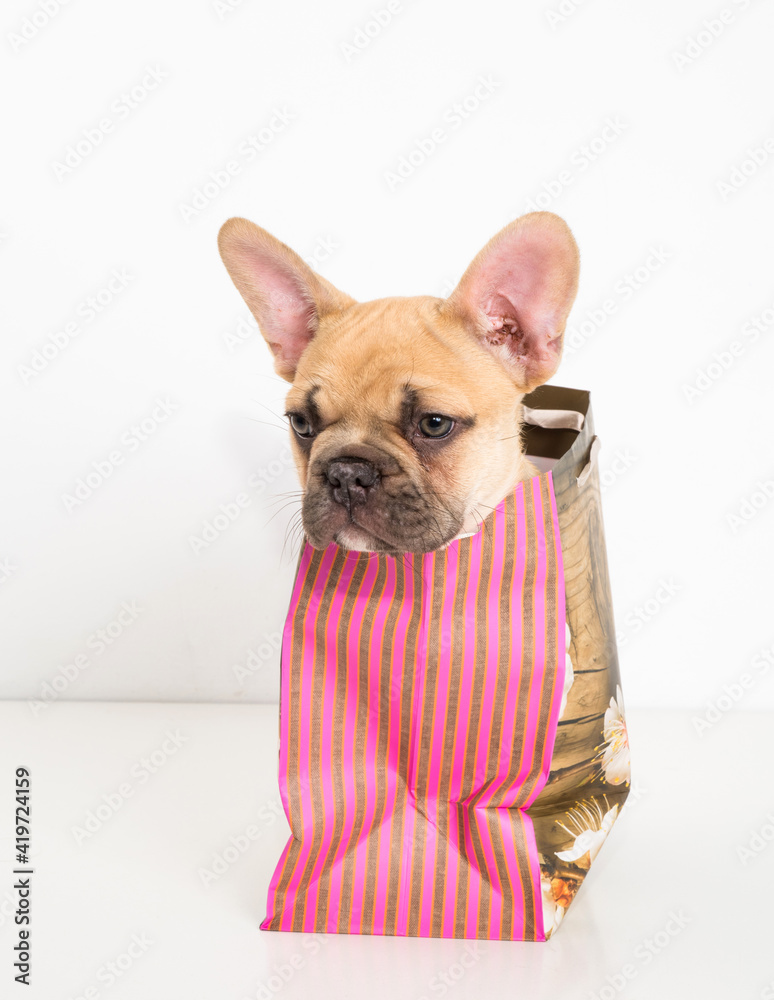 French bulldog puppy in a gift bag on a white background.
