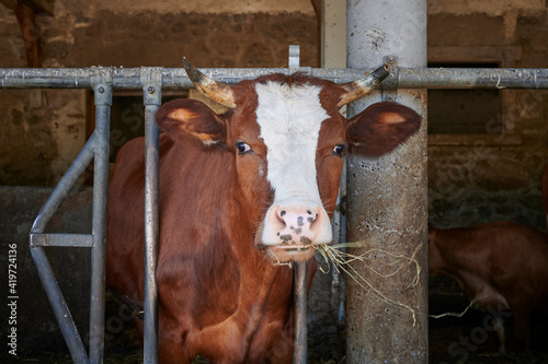 Kuh stall Bauernhof Natur Tier  © Christoph
