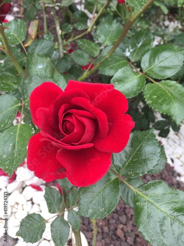 Beautiful Flower Red Rose Green Background