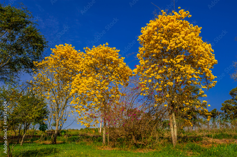 Flowered yellow ipe tree (Handroanthus chrysanthus) Flowered yellow ipe tree (Handroanthus chrysanthus)