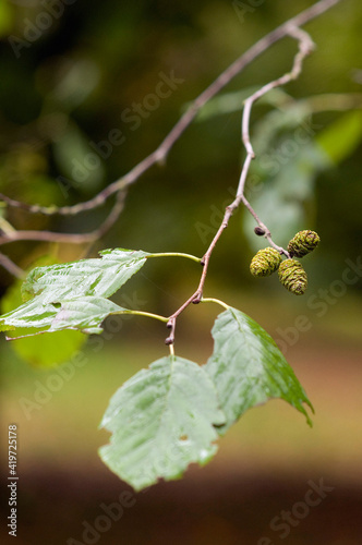 gland d'aulne alnus robusta photo