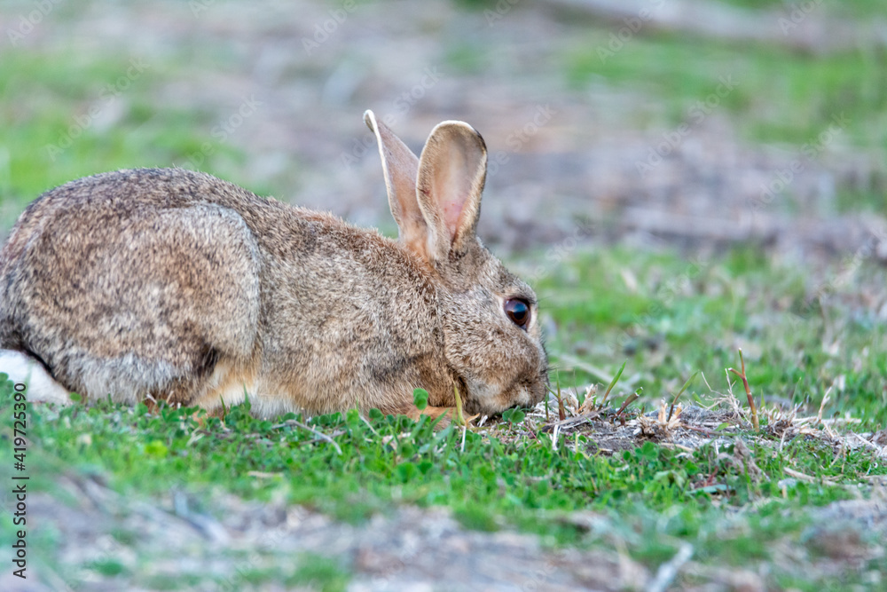 Fototapeta premium European rabbit (Oryctolagus cuniculus), lying on shore of wetland, natural park of mallorca spain
