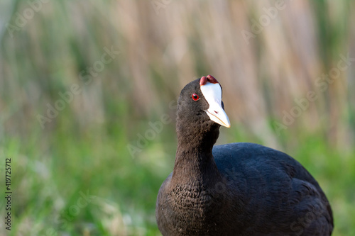 Photos Red-knobbed coot (Fulica cristata) portrait of wild bird, in a wetland, in early