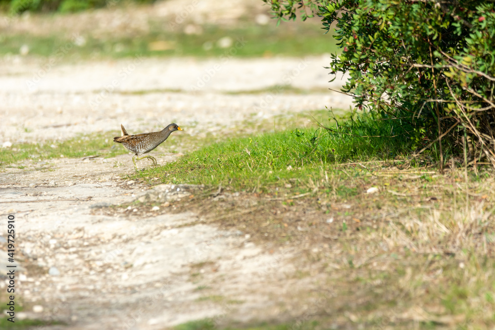 European or common rail, (Rallus aquaticus) in the albufera, Majorca lake, looking for small crustaceans to eat European or common rail, (Rallus aquaticus) in the albufera, Majorca lake, looking for small crustaceans to eat