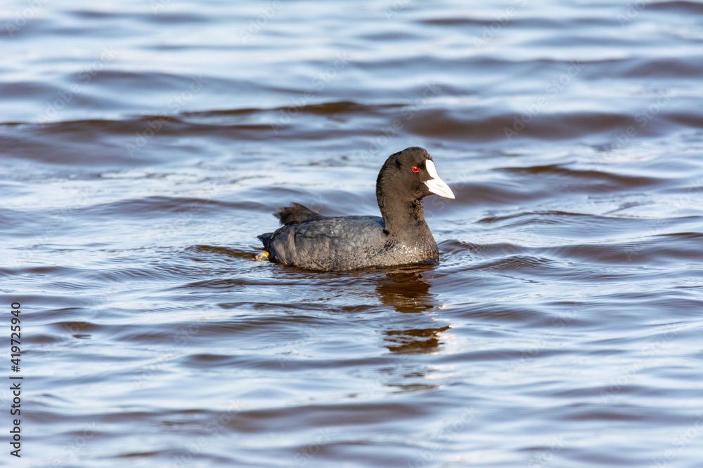 Common coot, (Fulica atra) close-up wild water bird in a lake, swimming, early spring, wildlife in natural park mallorca spain Common coot, (Fulica atra) close-up wild water bird in a lake, swimming, early spring, wildlife in natural park mallorca spain