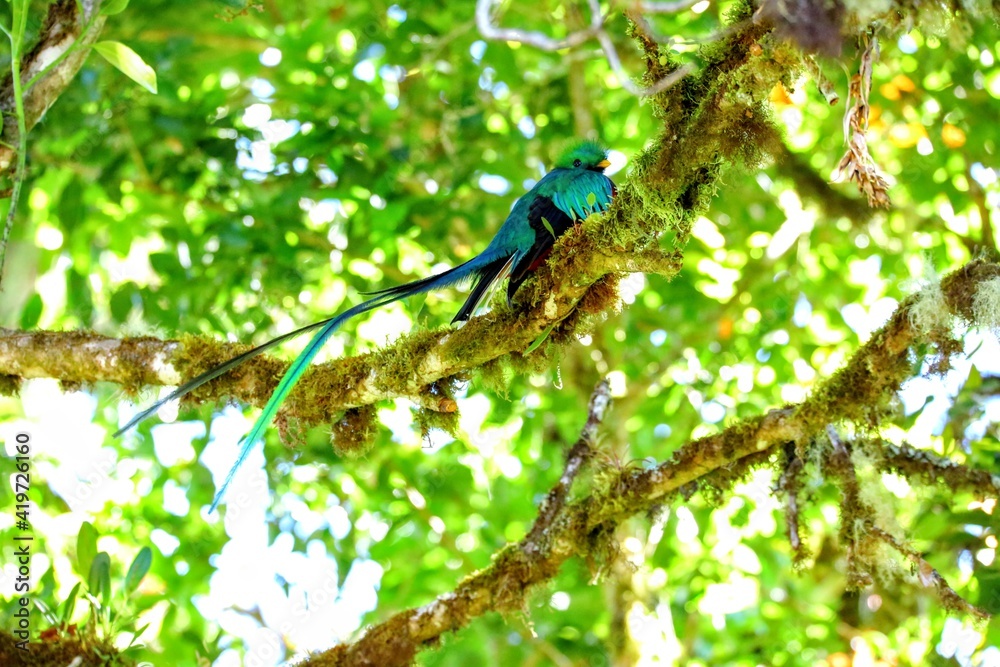 Quetzal resplendissant, Cerro de la Muerte, Costa Rica, Amérique Centrale Quetzal resplendissant, Cerro de la Muerte, Costa Rica, Amérique Centrale