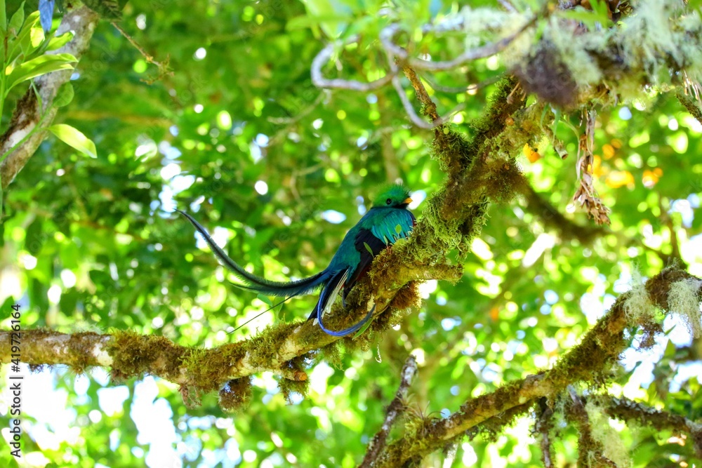 Quetzal resplendissant, Cerro de la Muerte, Costa Rica, Amérique Centrale Quetzal resplendissant, Cerro de la Muerte, Costa Rica, Amérique Centrale