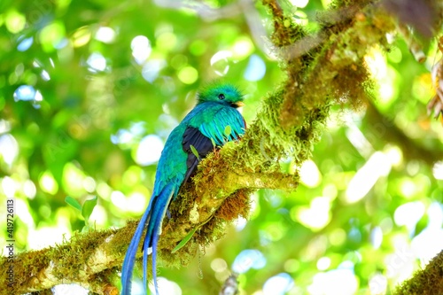 Quetzal resplendissant, Cerro de la Muerte, Costa Rica, Amérique Centrale photo