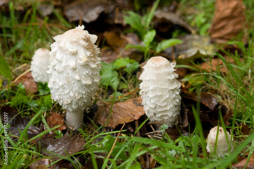 champignons : coprin chevelu photo