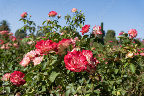 rose of Provence. french rose. essential oils.