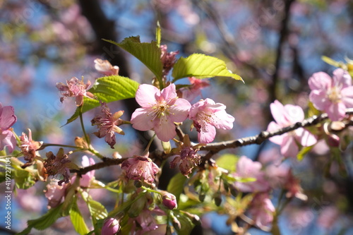 葉桜