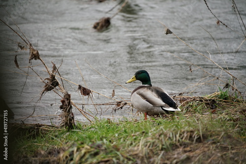 Couple of Mallards ducks nearby a river, Common ducks or Anas platyrhynchos), dabbling duck