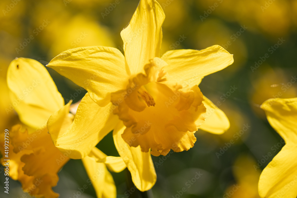 Fototapeta premium Yellow Daffodil Flower Bloom in Spring Field