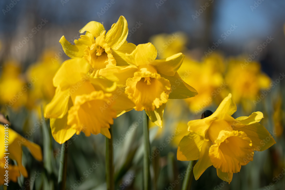 Fototapeta premium Yellow Daffodil Flower Bloom in Spring Field