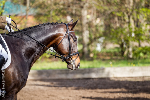 getrenntes Warmblut Pferd auf einem Turnier im Sonnenlicht photo