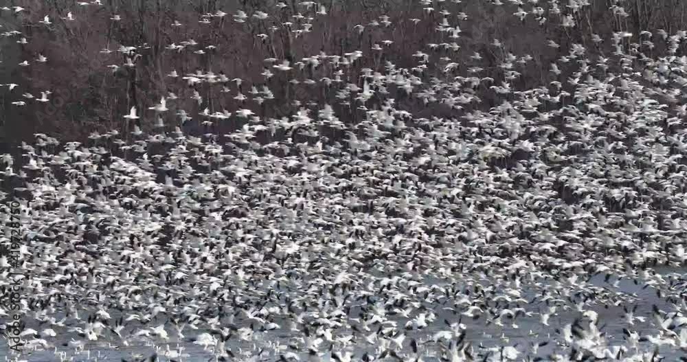 Snow geese flying over lake during spring migration in mid-Atlantic United States.